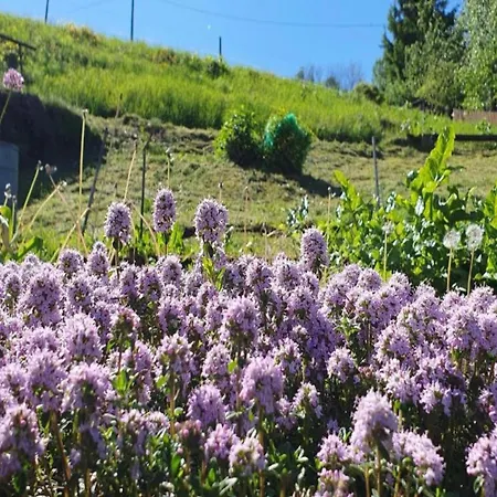 In Borstendorf Nahe Erzgebirge, Cleaning Included فيلة Grunhainichen